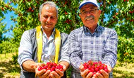Yeşilyurt’ta Kiraz Bahçeleri Yeniden Şenlendi! Üreticiler Rekolte ve Fiyatlardan Umutlu