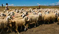 Malatya’da Çoban Krizi Büyüyor!