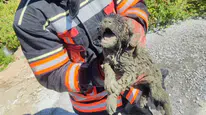 Betonun İçinde Can Pazarı! İtfaiye Mahsur Kalan Köpeği Son Anda Kurtardı