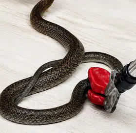 Malatya’da Evde Yılan Alarmı! Mahalle Sakinleri Korku Dolu Anlar Yaşadı