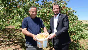 Malatya’da Sezonun İlk Kayısı Hasadından Çiftçiyi Sevindiren Haber