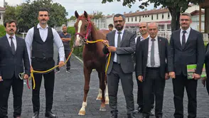 Veliefendi’de Sultansuyu Taylarına Yoğun İlgi: Rekor 8,75 Milyon Lira