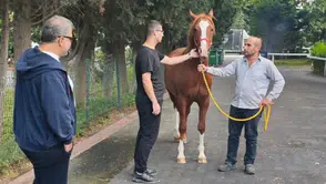 Sultansuyu Harası’nın Gözde Tayları İçin İstanbul’da Geri Sayım Başladı