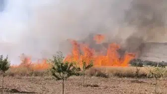Darende'de Hasat Öncesi Felaket: Buğday Tarlasındaki Yangın 30 Dönümü Kül Etti