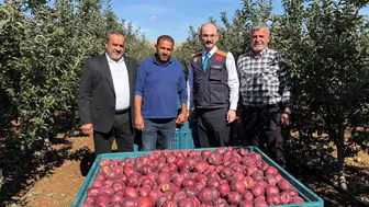 Malatya’nın Doğanşehir İlçesinde Elma Mesaisi Başladı: Beklenen Rekolte 16 Bin 549 Ton