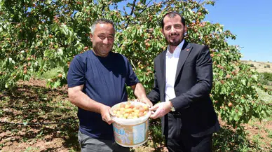 Malatya’da Sezonun İlk Kayısı Hasadından Çiftçiyi Sevindiren Haber