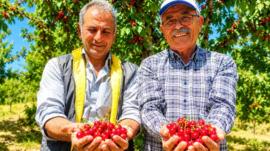 Yeşilyurt’ta Kiraz Bahçeleri Yeniden Şenlendi! Üreticiler Rekolte ve Fiyatlardan Umutlu