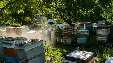 Darende’nin Organik Balı Yaylalardan Sofralara Uzanıyor: Kekik ve Gevenin Eşsiz Lezzeti Kovanda Buluşuyor
