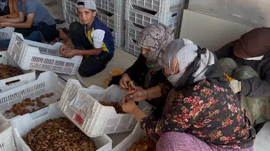 Malatya'da Kayısı Üreticisinden Fiyat Tepkisi! "225 TL'ye Satışla Bu İş Yürümez"