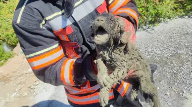 Betonun İçinde Can Pazarı! İtfaiye Mahsur Kalan Köpeği Son Anda Kurtardı