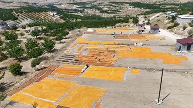 Malatya’da Kayısı Hasadı Sona Ererken Kurşunlu’da Sezon Yeni Başladı