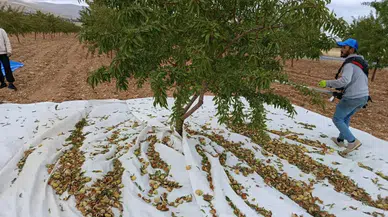 Malatya’da Badem Üretimi Rekora Koşuyor! 200 Bini Aşkın Ağaçta Hasat Başladı