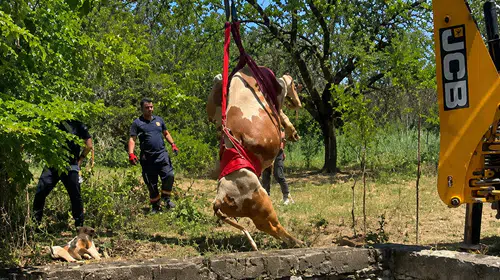 Sulama Havuzuna Düşen Gebe İnek Sağ Salim Çıkarıldı