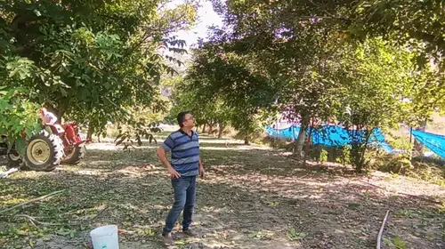 Malatya’da Baba Mirasına Sahip Çıkıyor: Darende’de 2 Ton Ceviz İçin Hasat Mesaisi