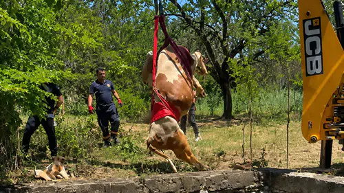Sulama Havuzuna Düşen Gebe İnek Sağ Salim Çıkarıldı