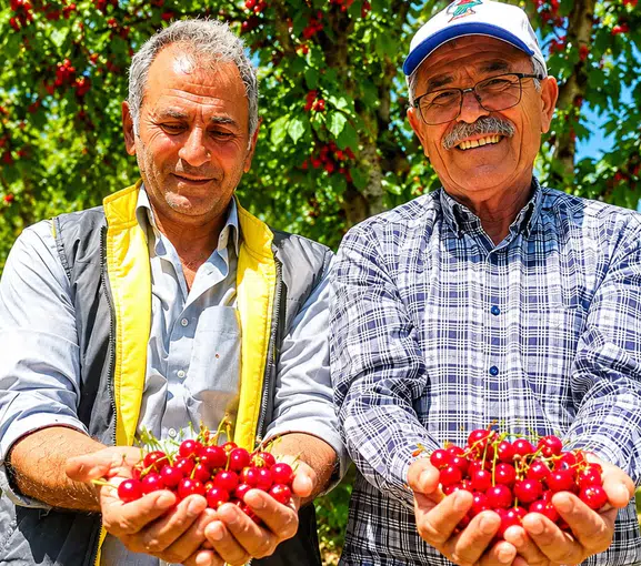 Yeşilyurt’ta Kiraz Bahçeleri Yeniden Şenlendi! Üreticiler Rekolte ve Fiyatlardan Umutlu