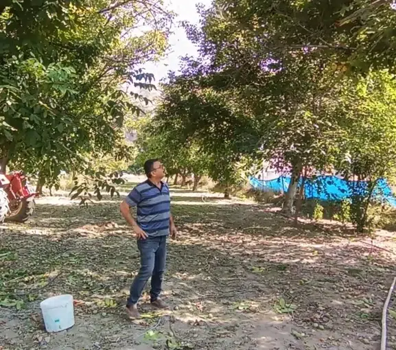 Malatya’da Baba Mirasına Sahip Çıkıyor: Darende’de 2 Ton Ceviz İçin Hasat Mesaisi