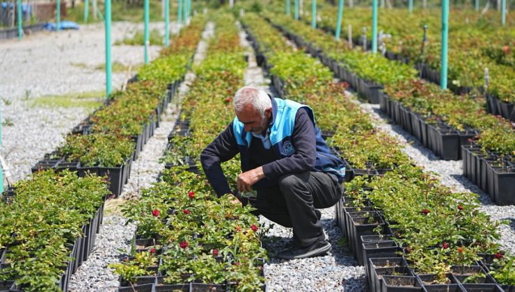 Battalgazi Belediyesi Çiçeğini Kendisi Üretiyor!