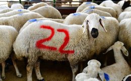 Yeşilyurt Belediyesi 41 kurban satış ve kesim yeri belirledi