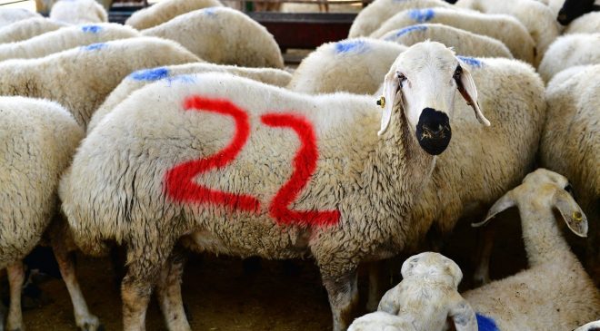 Yeşilyurt Belediyesi 41 kurban satış ve kesim yeri belirledi
