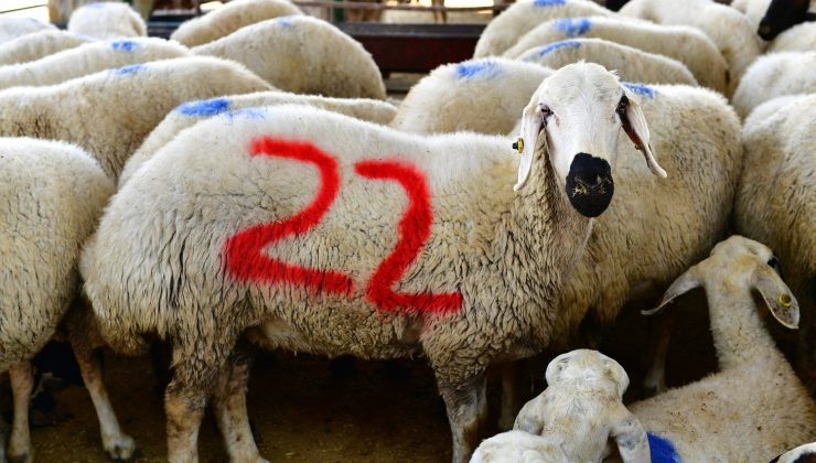 Yeşilyurt Belediyesi 41 kurban satış ve kesim yeri belirledi